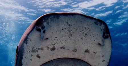 ampullae lorenzini shark sharks senses tiger