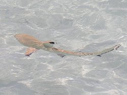 Blacktip Reef Shark in the Shallows