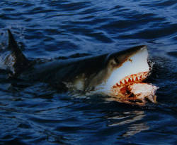 Great White Feeding